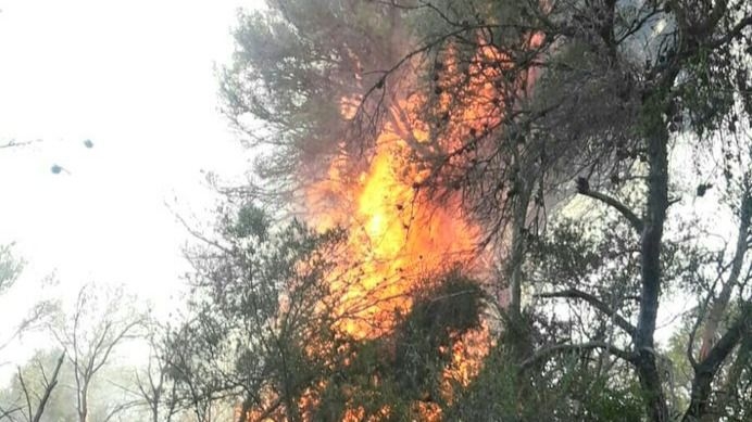 Un animalista, detenido en Navarra tras provocar un incendio en un pinar en el que habÃ­a cazadores